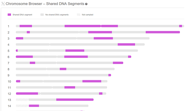 Att Anvanda Kromosomlasare For Slaktforskning Myheritage Utbildning