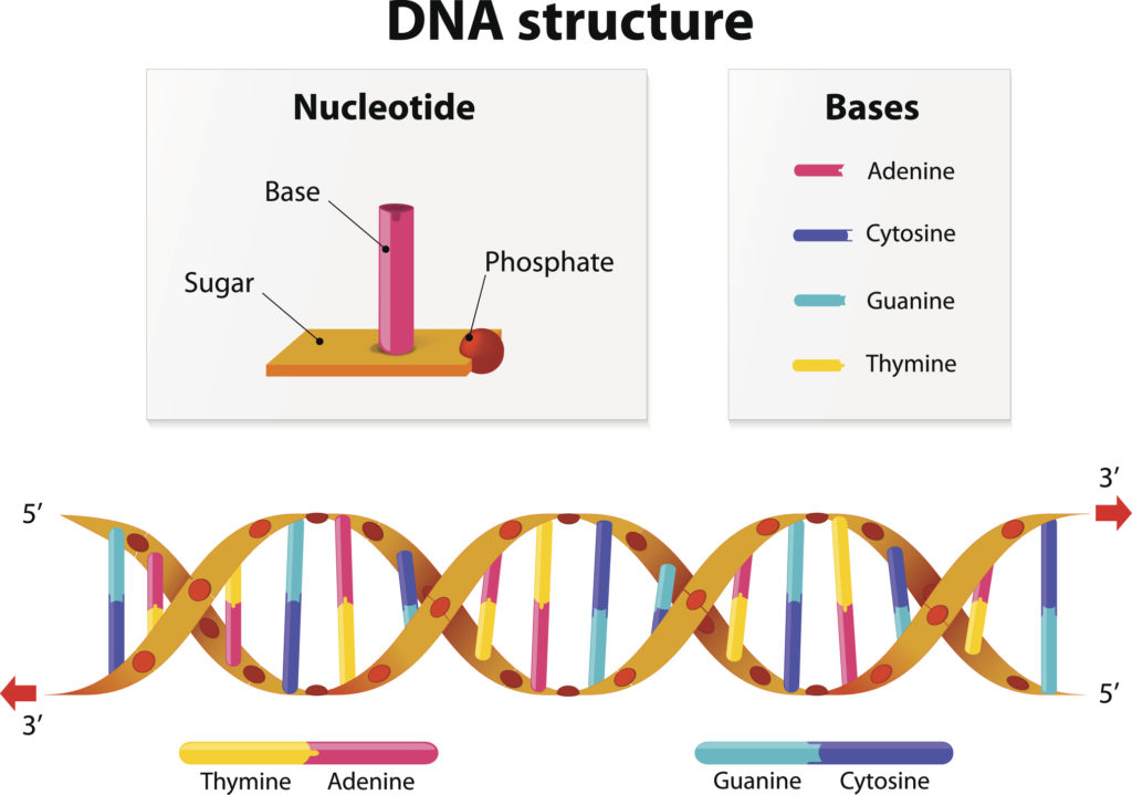 illustration of the structure of DNA